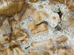Beautiful Araucaria Petrified Wood Slab - x #6758-2